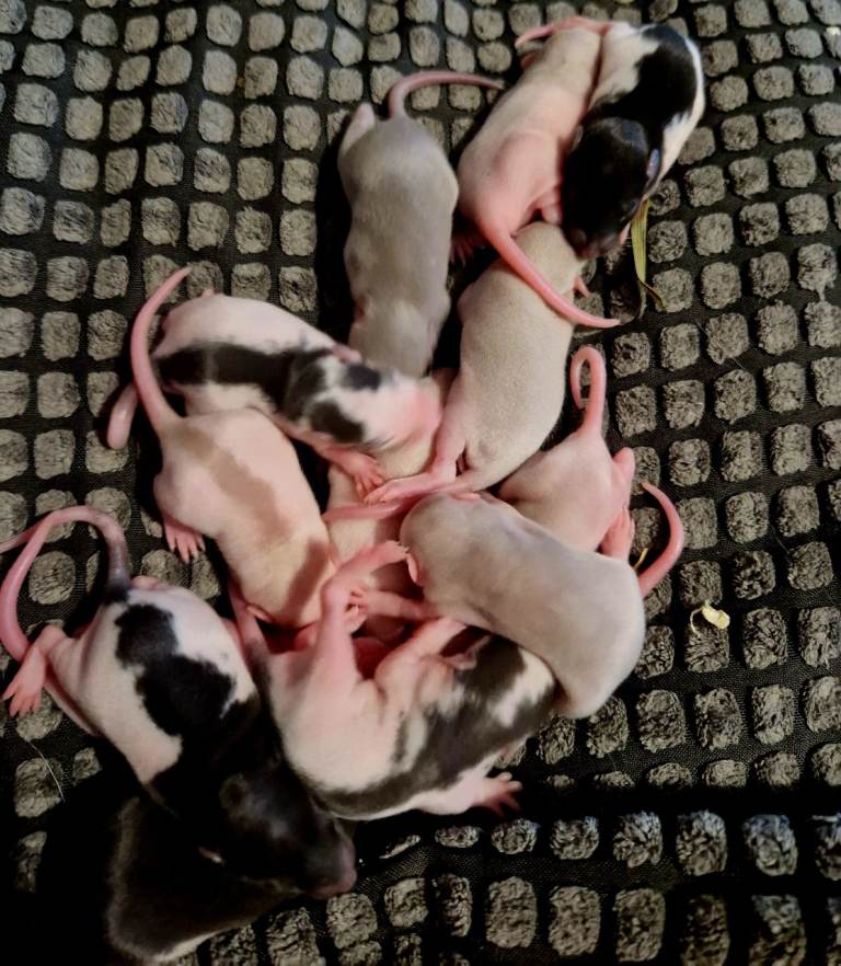 Baby Dumbo Rats 🐀 Ready when 8 weeks old only 2 girls