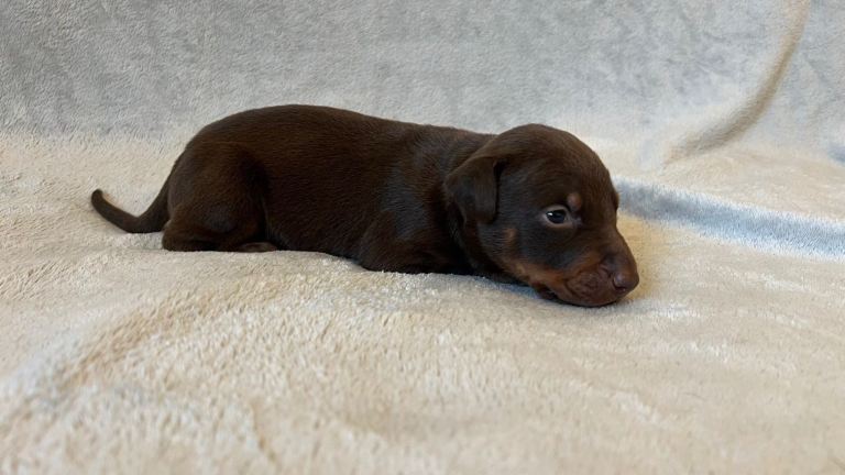 Doberman puppies gambol/zeus