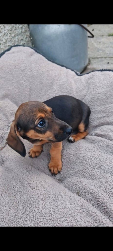 Whippet dachshund x