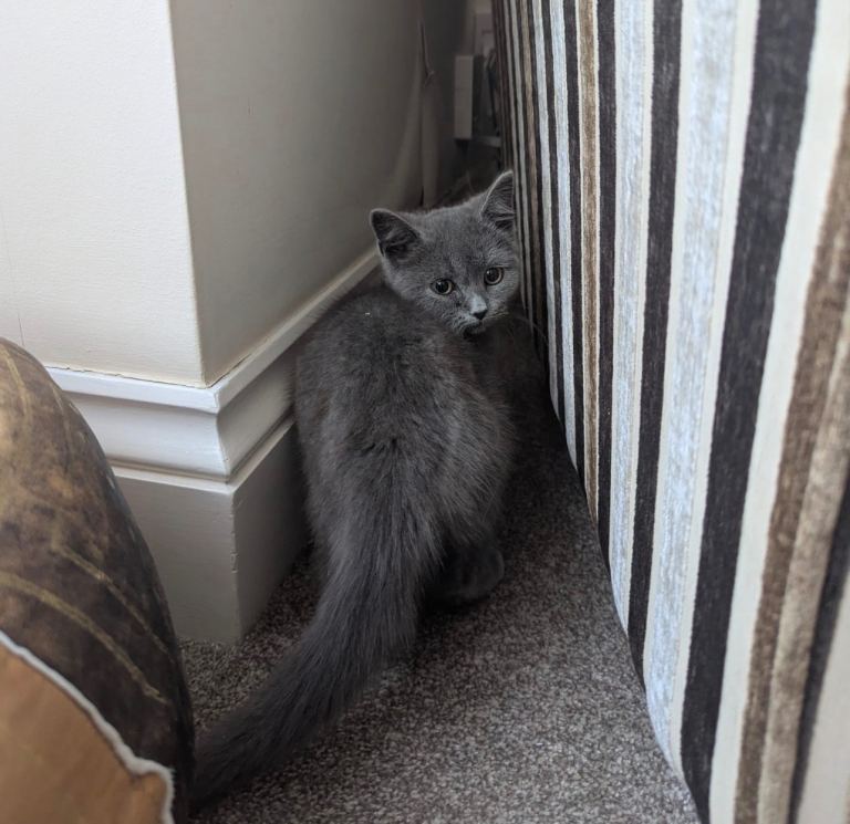 British shorthair kittens 