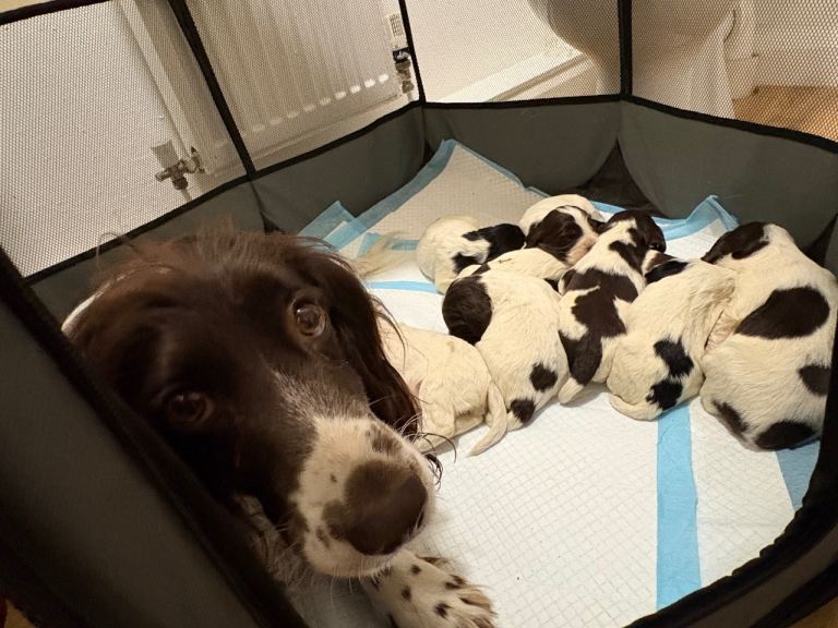 Springer Spaniels 