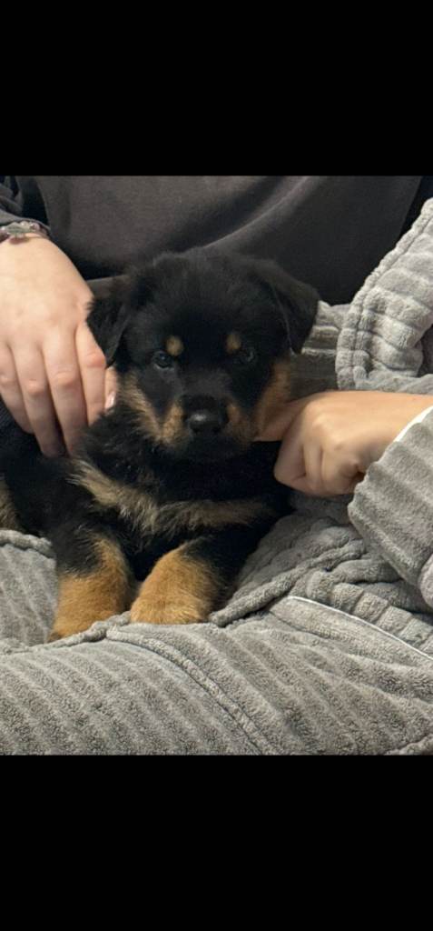 Rottweiler x german shepherd's 