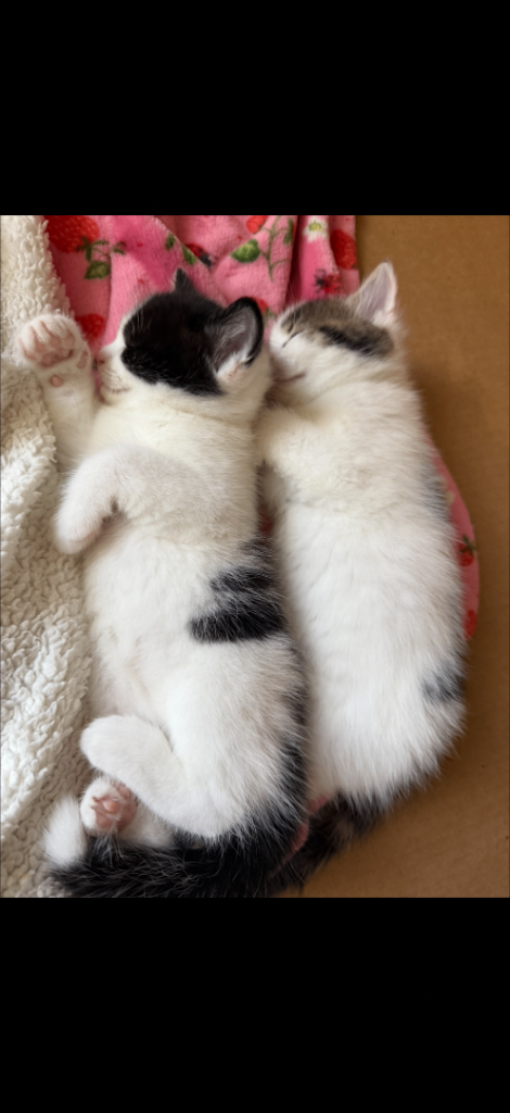 Kittens ready to go!