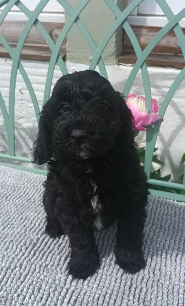 F1 cockapoo puppies for sale 
