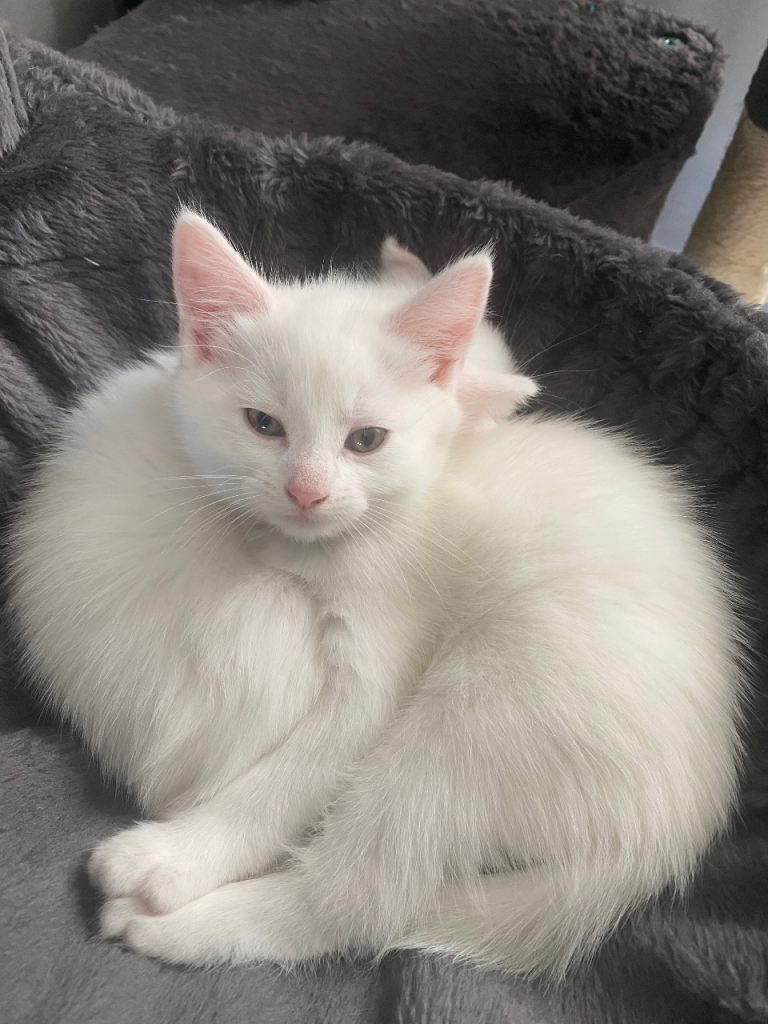 Maine coon/ khao manee kittens 