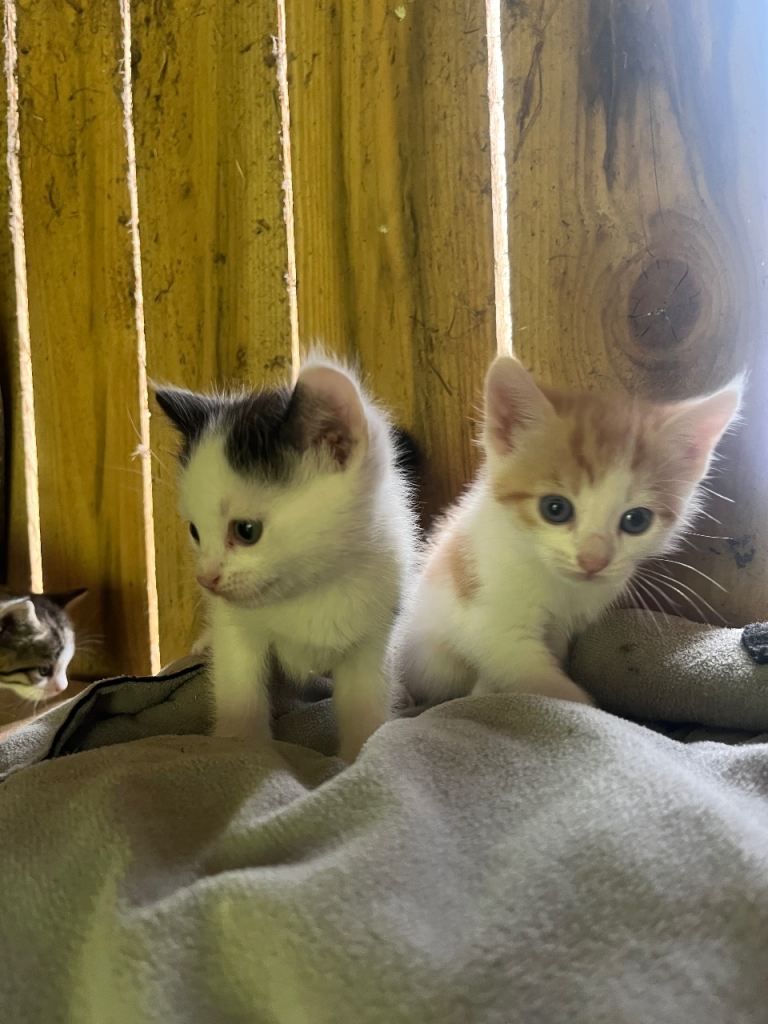  Kittens for sale