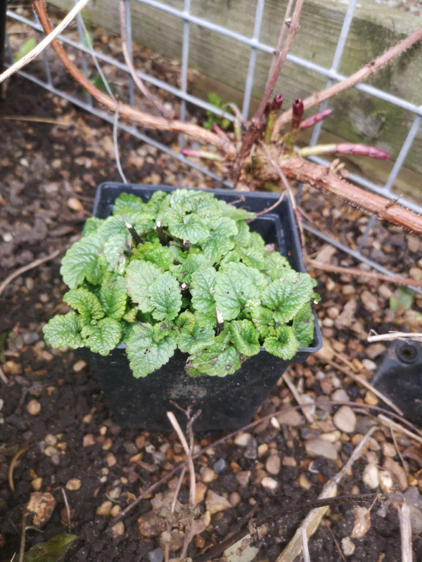 Lemon balm plus other herbs 