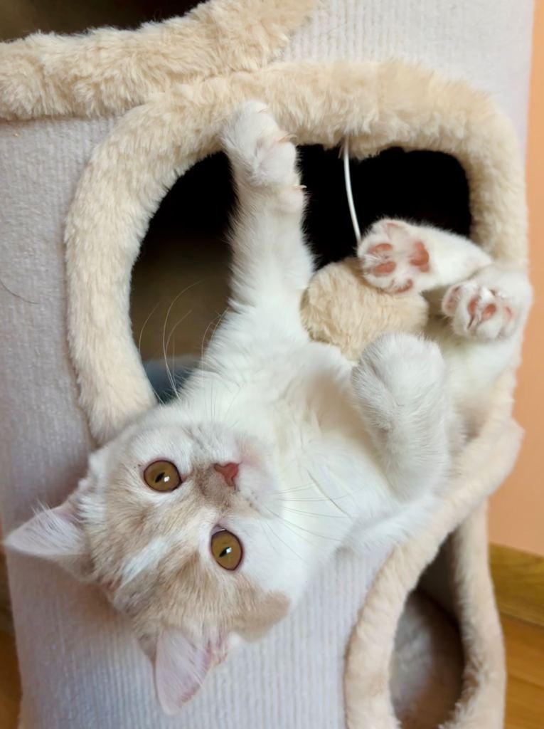 Adorable kittens