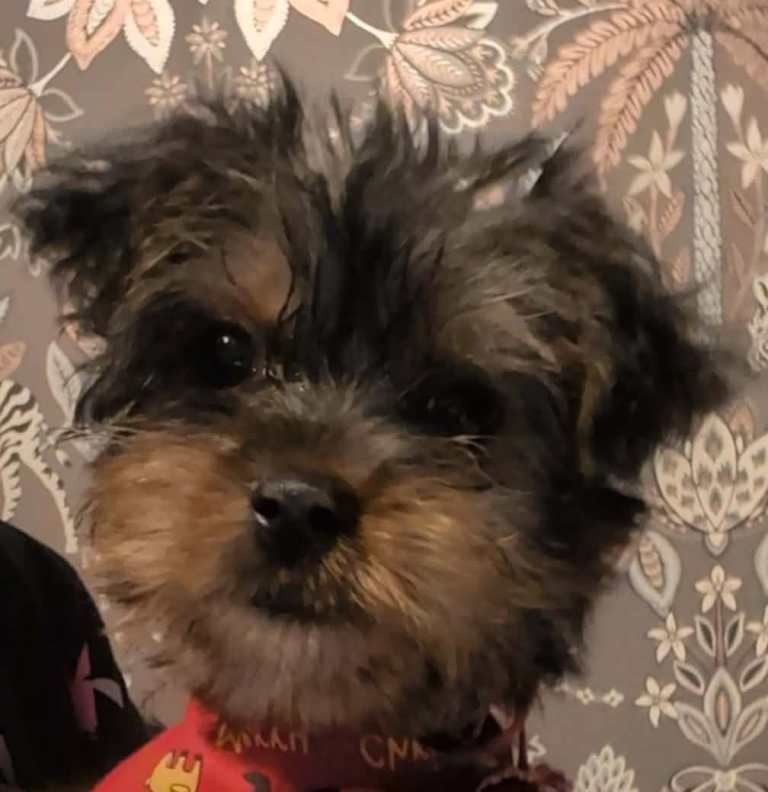 Yorkie girl 