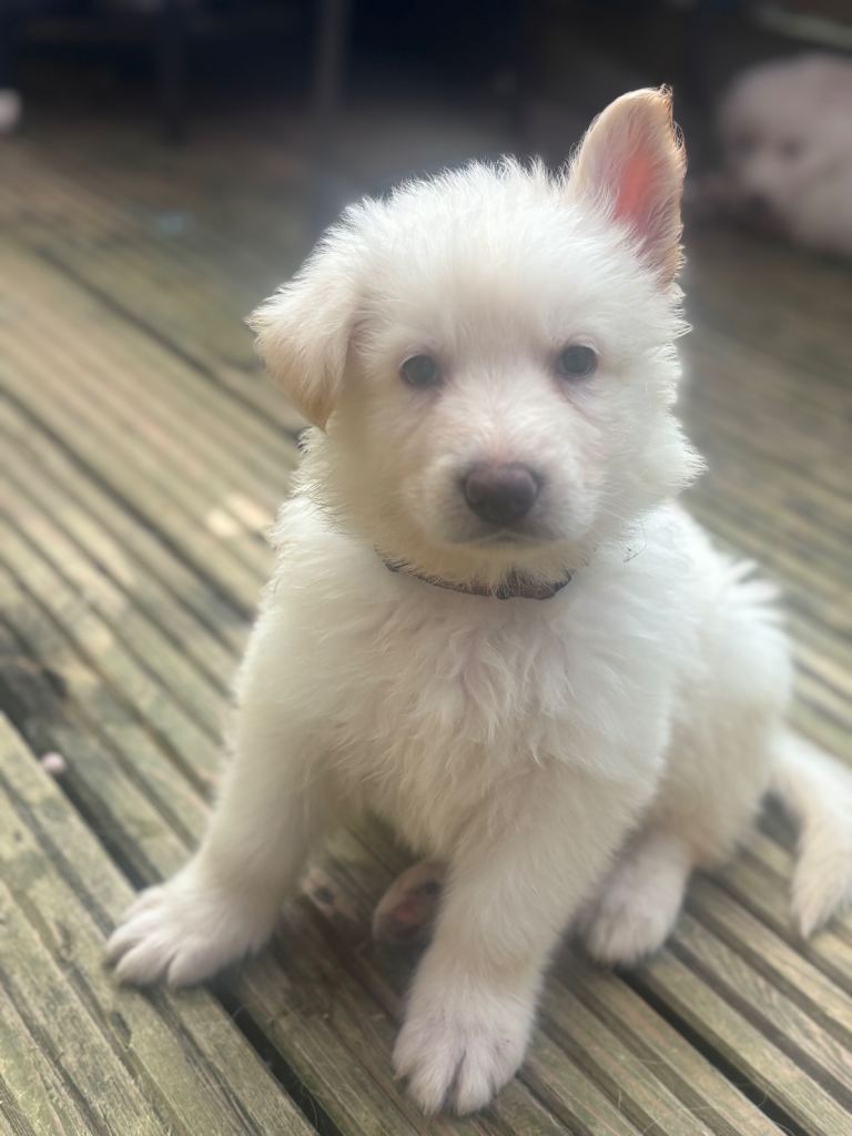 German shepherd puppies 