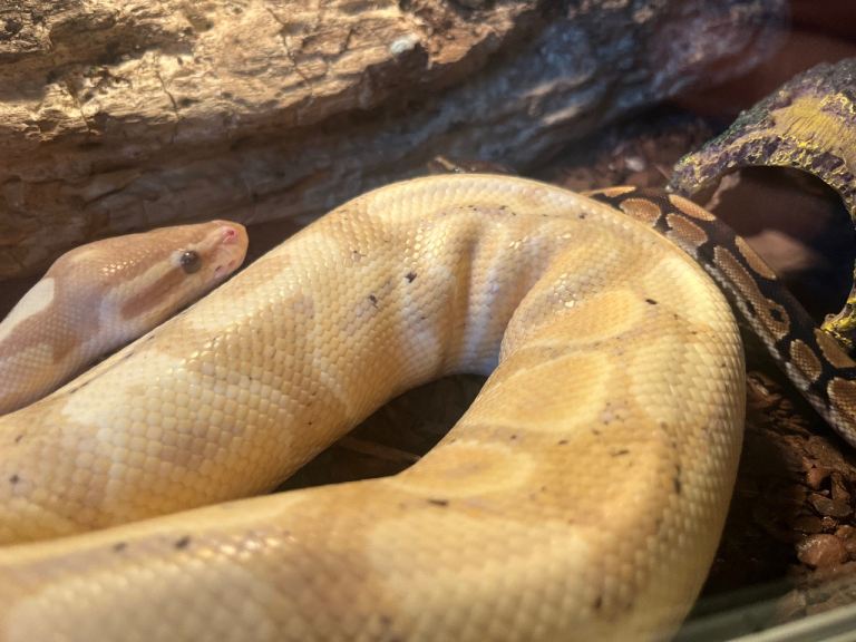 I’m buying royal pythons 