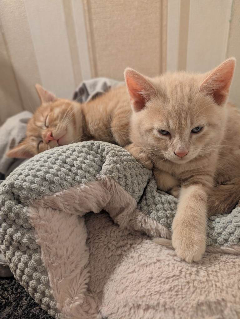 Amazingly Raised Male Ginger Kitten