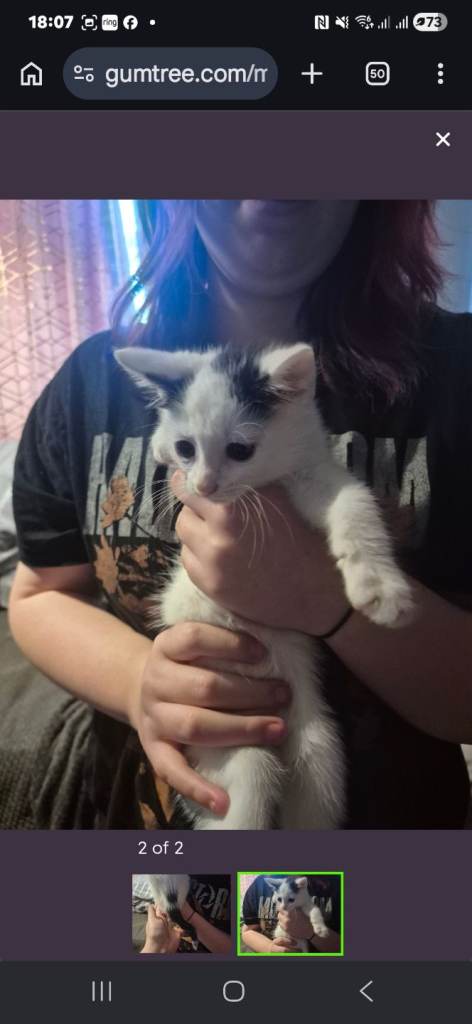 2 boy kitten