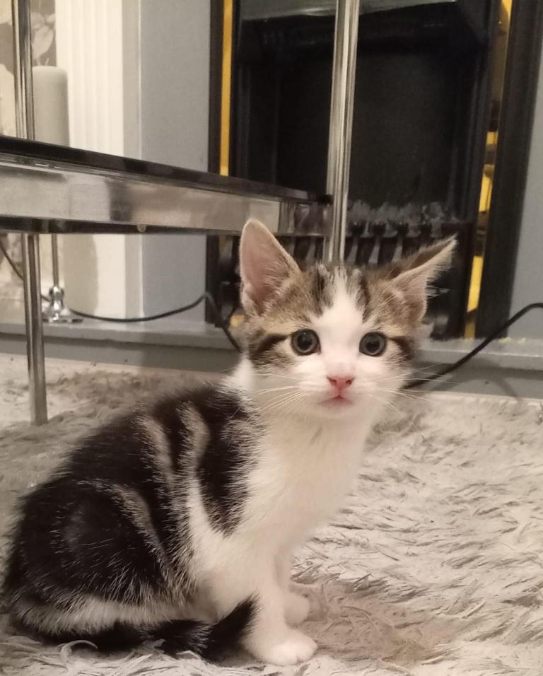 Handsome 9 week old kittens looking for a forever loving home