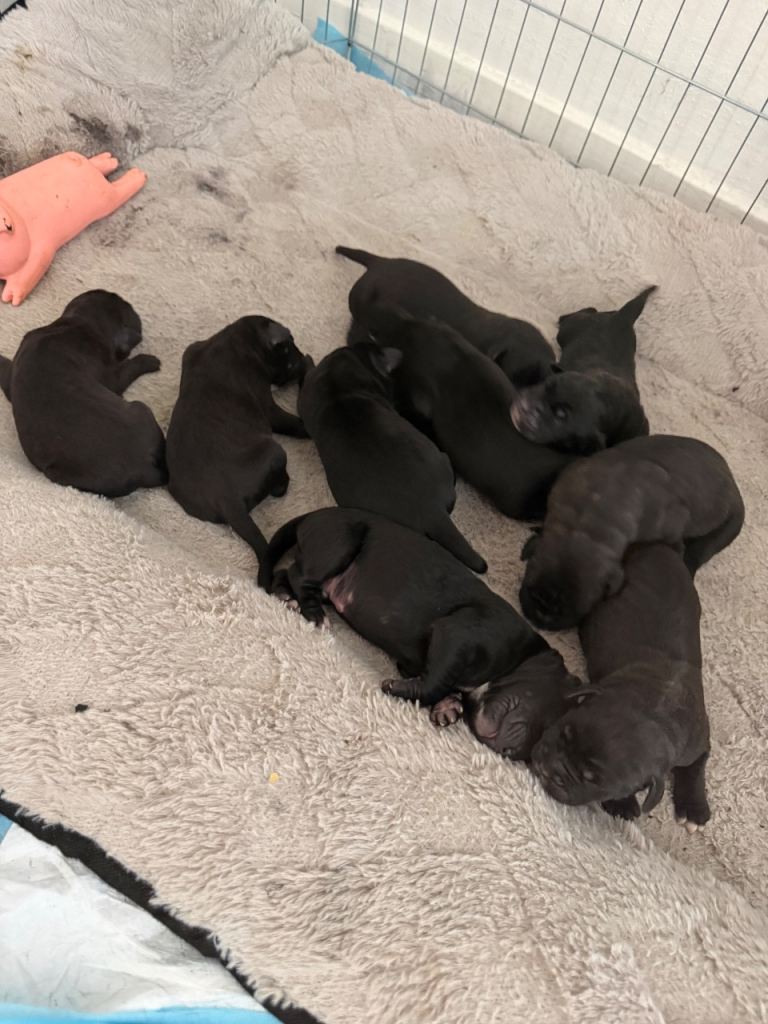 Cane corso puppies ready to leave in 10 weeks reserve your puppy today
