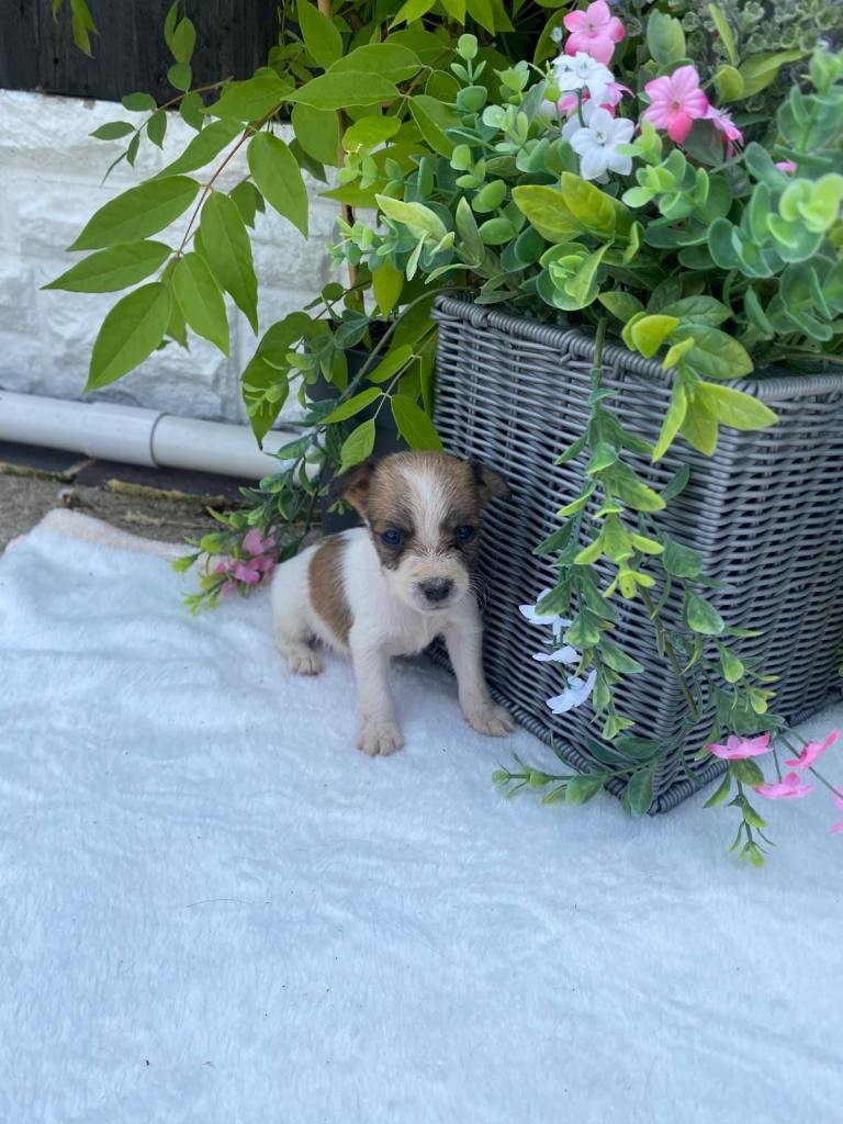 Jack Russell Puppies