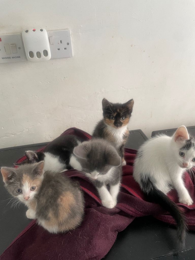 5  x beautiful kittens 8 weeks old 