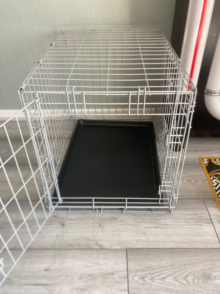 Dog age bought at pets at home