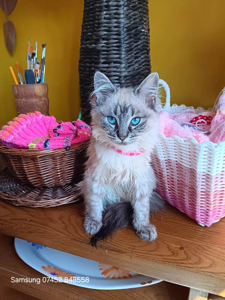 Seal Linx Ragdoll Female for sale.