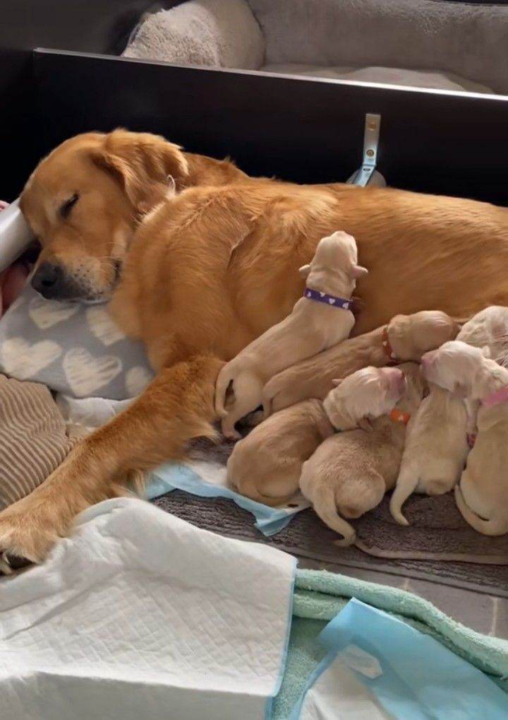 Golden retriever puppies