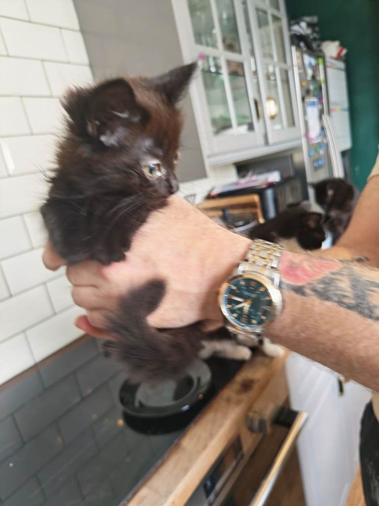 2 kittens for sale 