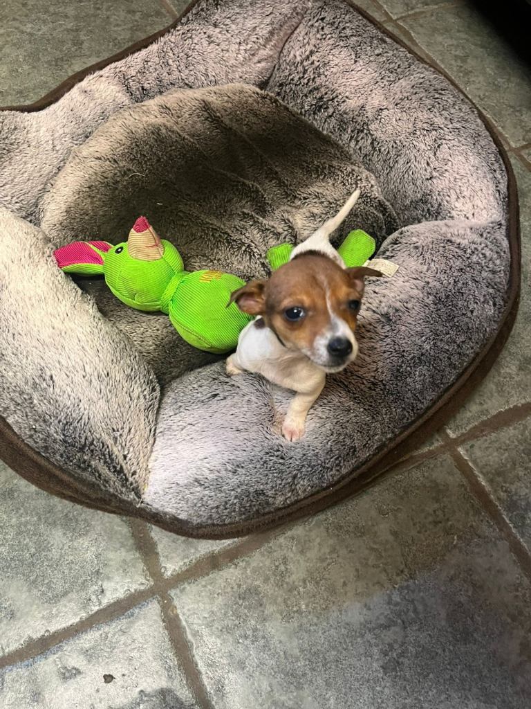 Miniature Jack Russell puppies