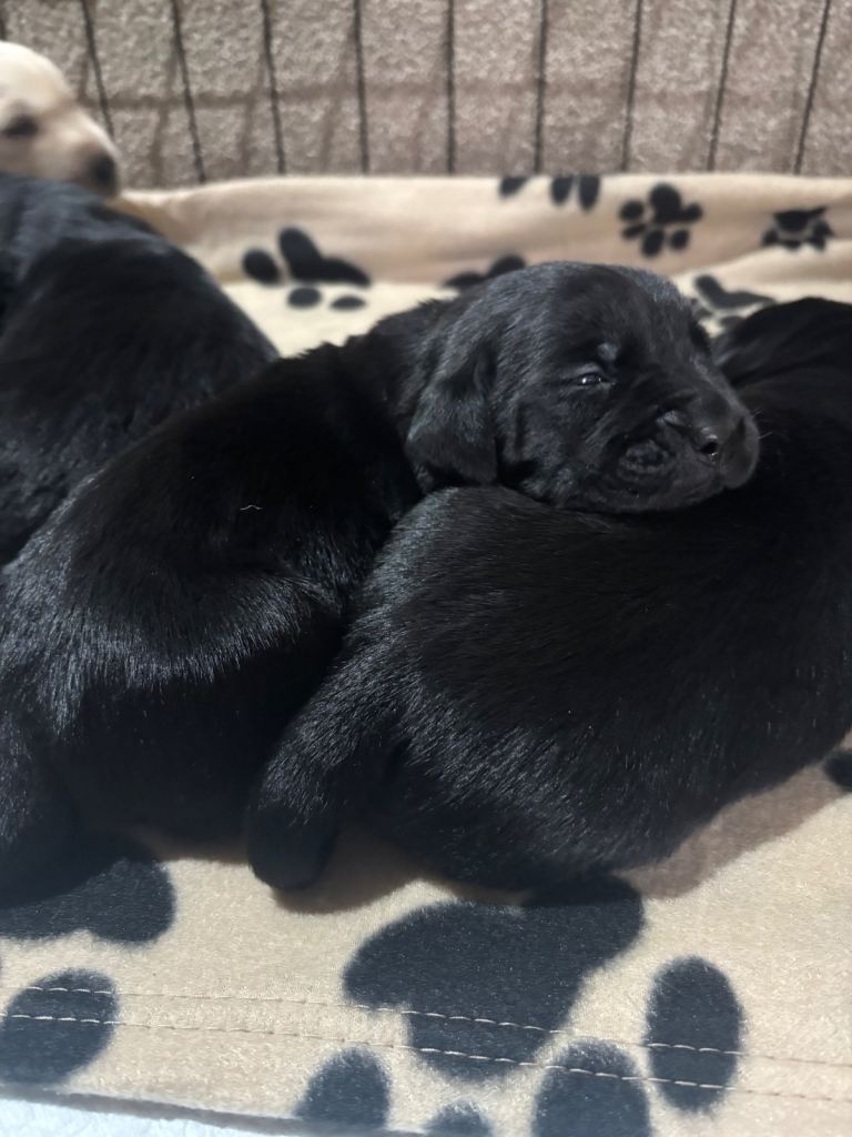 Goldador puppies 
