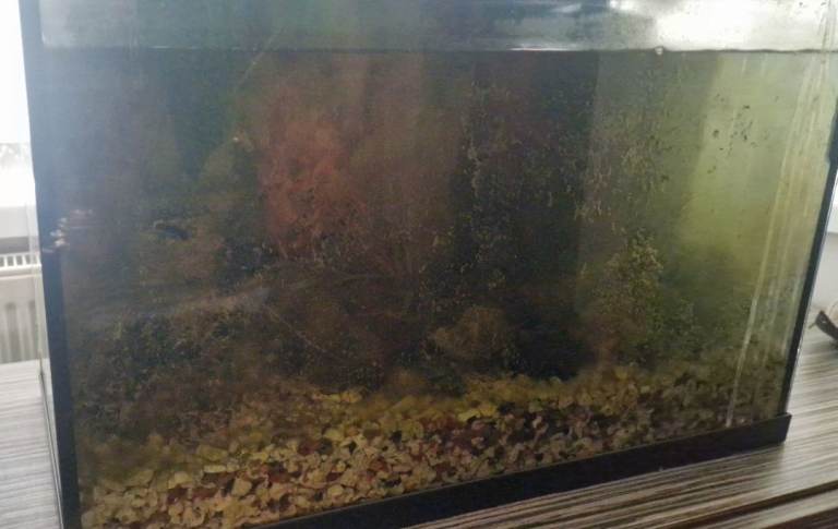 Fish Tank Aquarium – Good Condition