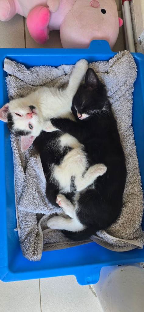 Kittens ancora