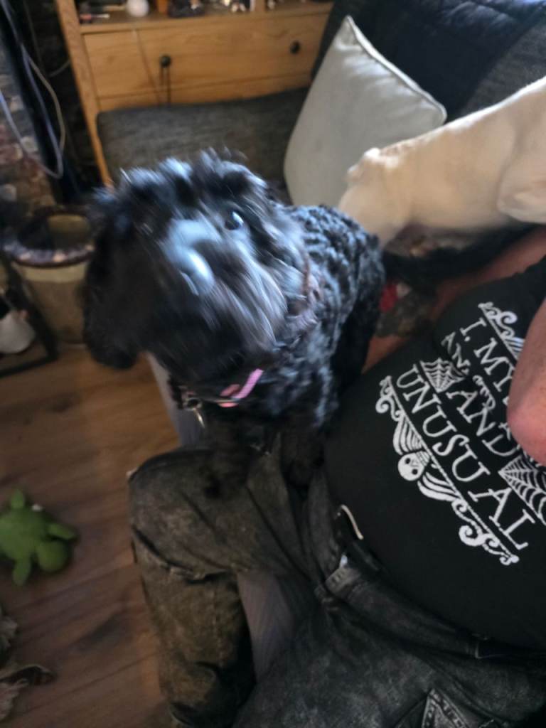 Dog for sale