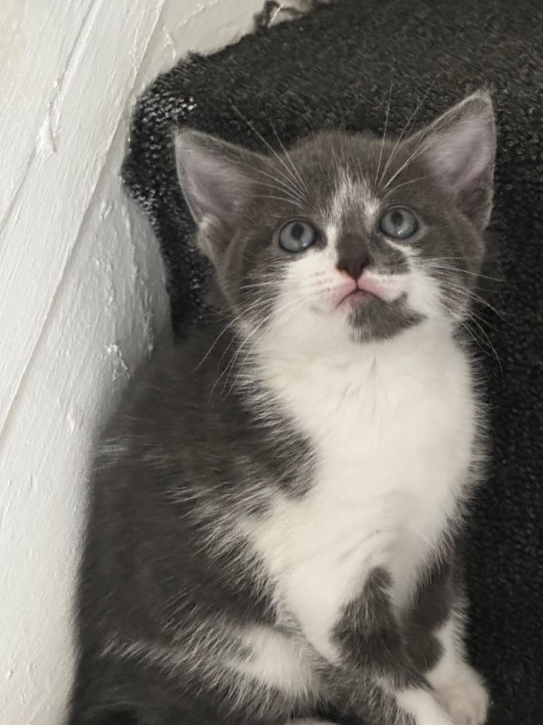 Kittens 