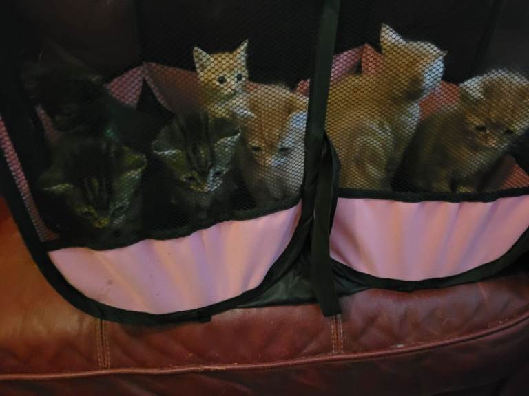Eight 8 weeks old lovely kittens 