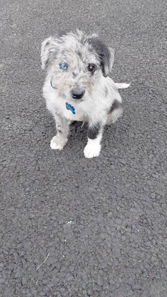 Miniture poodle puppy 