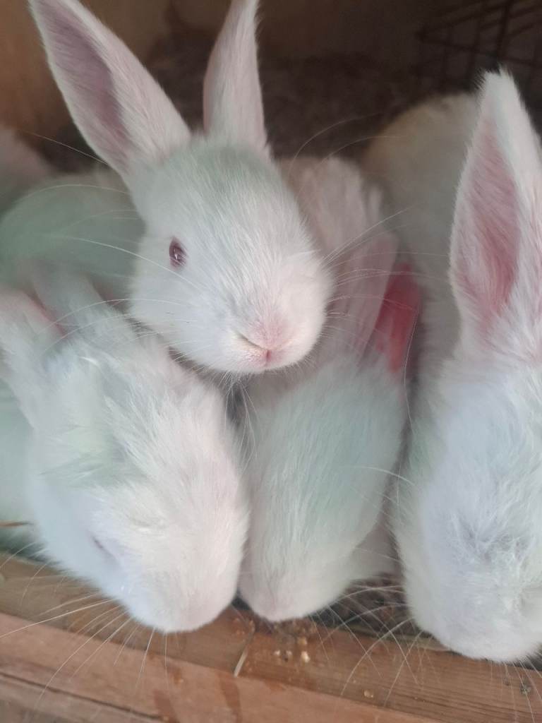 3 New Zealand White Buck Rabbits – 8 Weeks Old – Ready Now