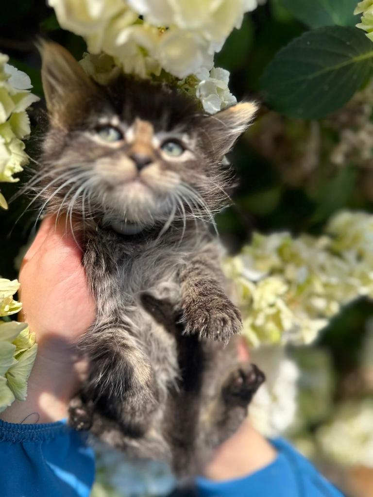 Beautiful Maine Coon x Tabby Kittens | Championship Bloodline | Birmingham