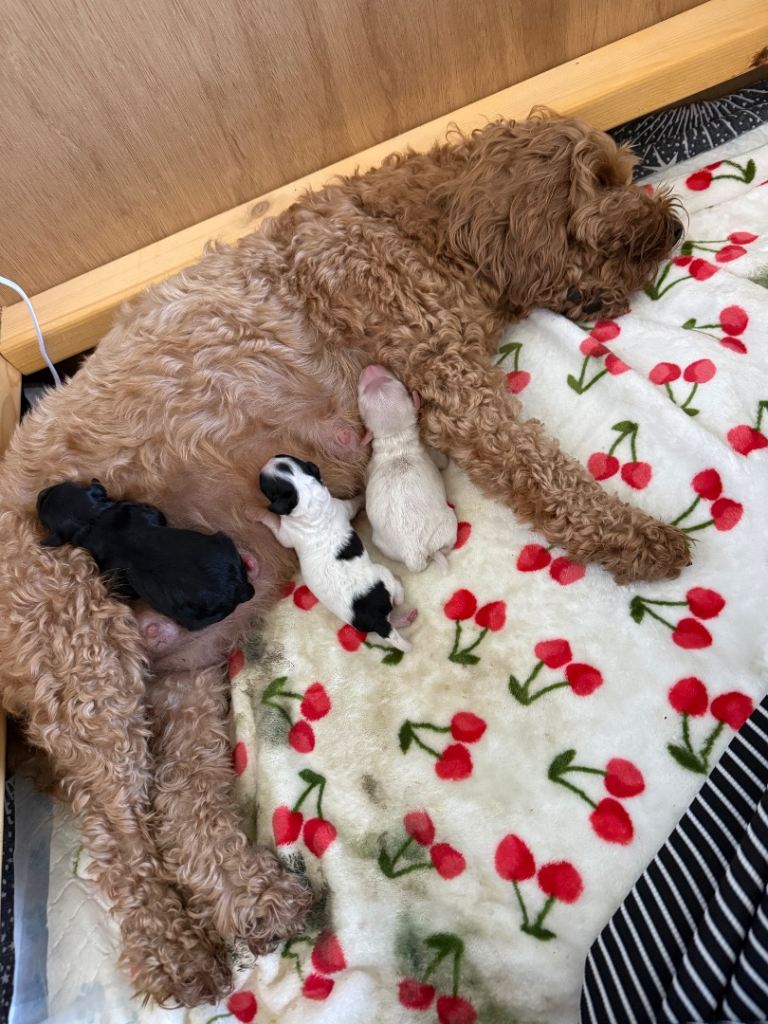Cavapoo puppies