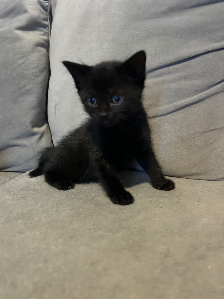 4 stunning kittens. Ready Boxing Day 