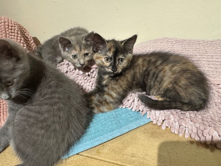 Female kittens 