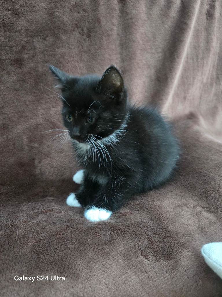 2 Fluffy female kittens 