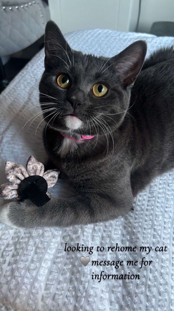 GREY CAT FOR SALE