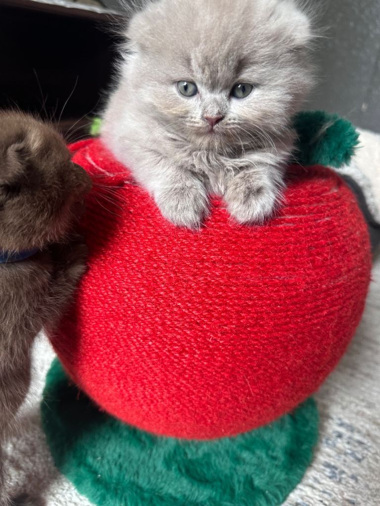 lilac British long hair kitten for sale - last boy