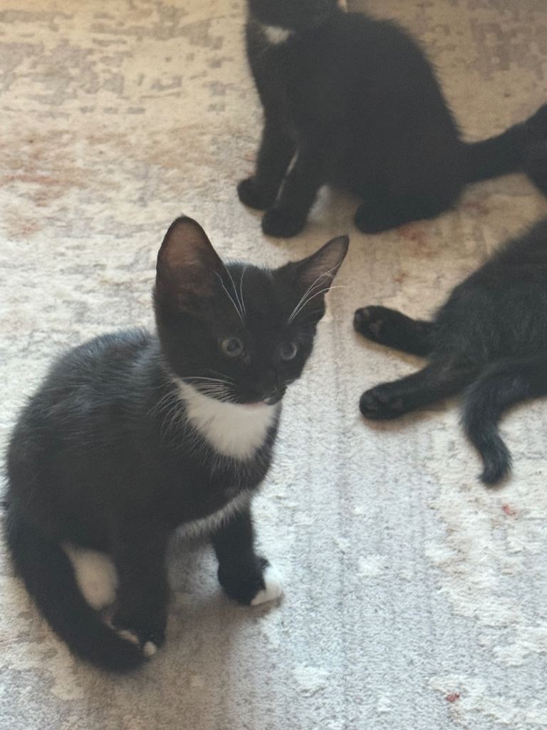 3 Mixed breed kittens for sale