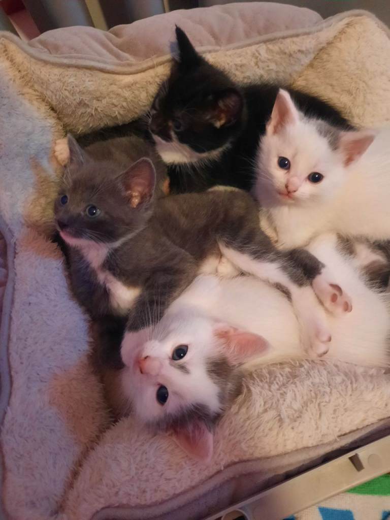 Kittens for sale £120