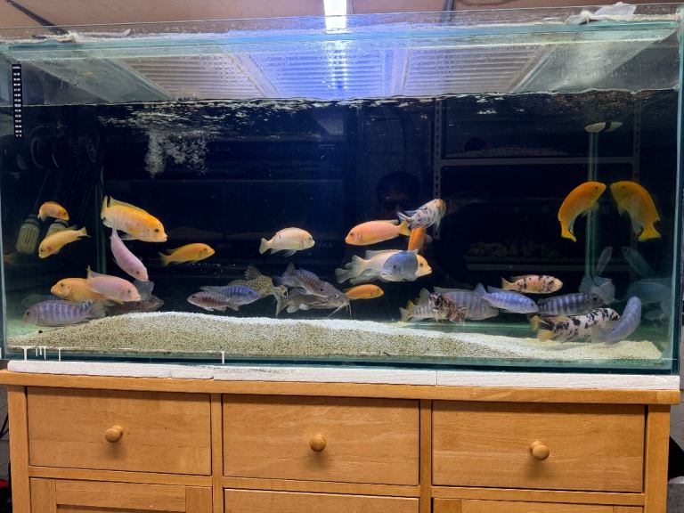 Large Malawi Chichlids for sale 4 inch +