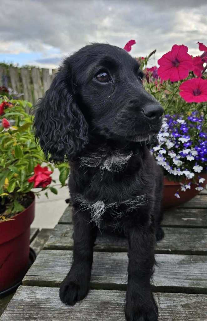 Cockapoo Puppies