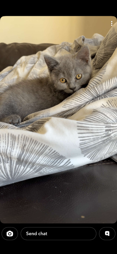 British shorthair cross