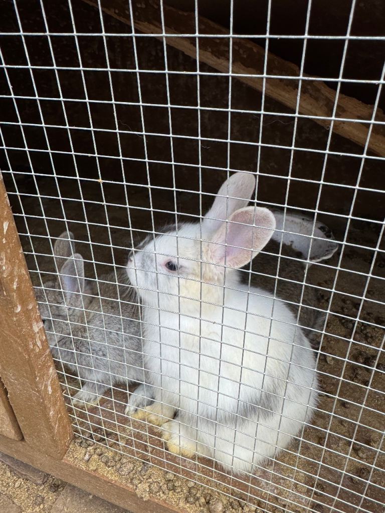 🐰 Adorable Baby Rabbits Ready for Their Forever Homes 🏡❤️