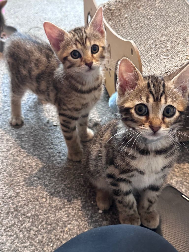 Bengal kittens for sale