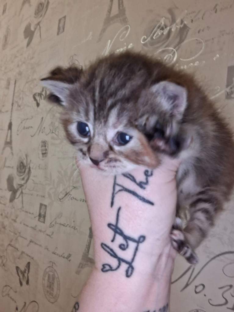 2 beautiful kittens 