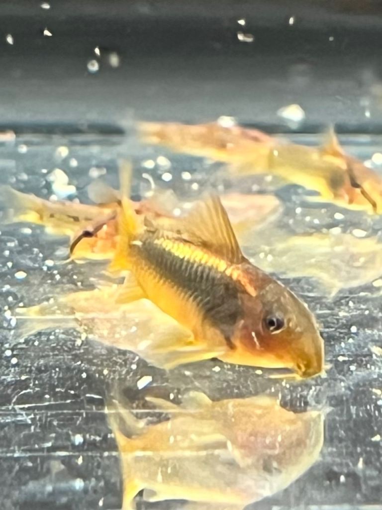 Gold Laser Corydoras, Bronze Corydoras, Red Cherry Shrimp available - Tropical Fish